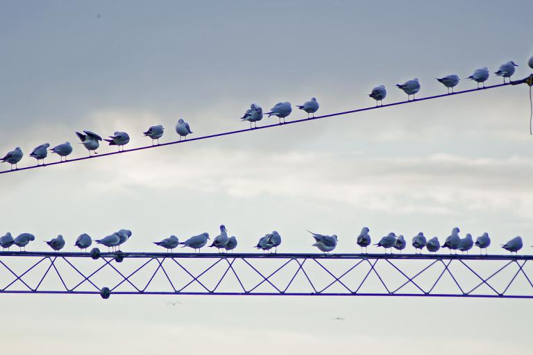 birds gathered on a telephone wire