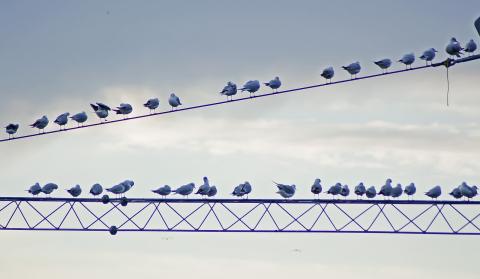 birds gathered on a telephone wire